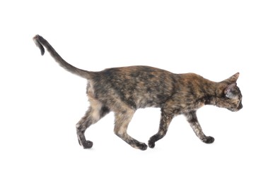 Photo of Cute calico cat walking on white background