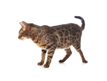 Photo of Cute Bengal cat on white background. Adorable pet