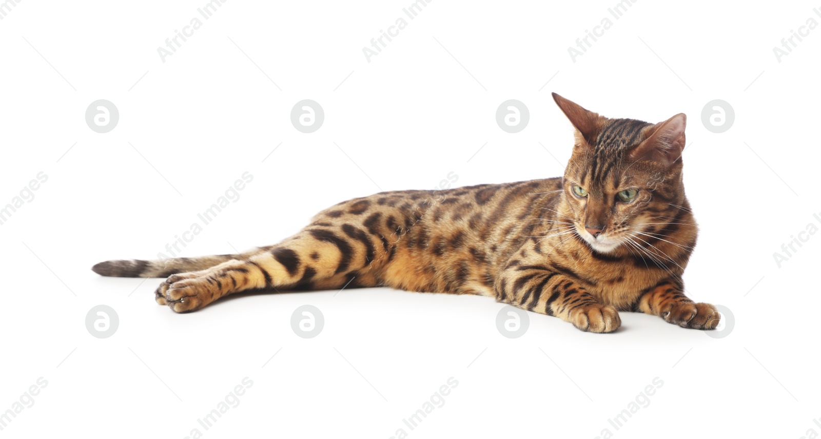 Cute Bengal cat on white background. Adorable pet Photo of Cute Bengal cat on white background. Adorable pet