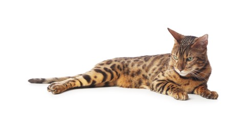 Photo of Cute Bengal cat on white background. Adorable pet