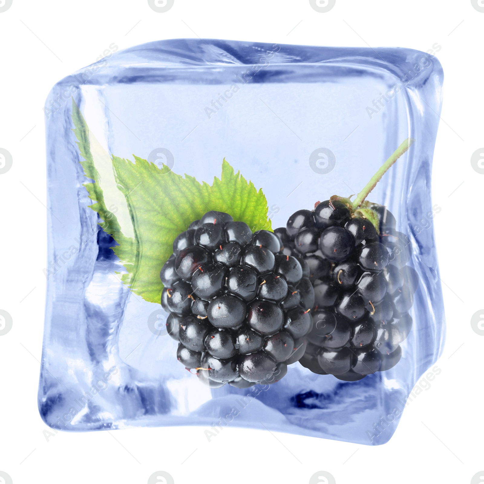 Image of Fresh blackberries in ice cube isolated on white