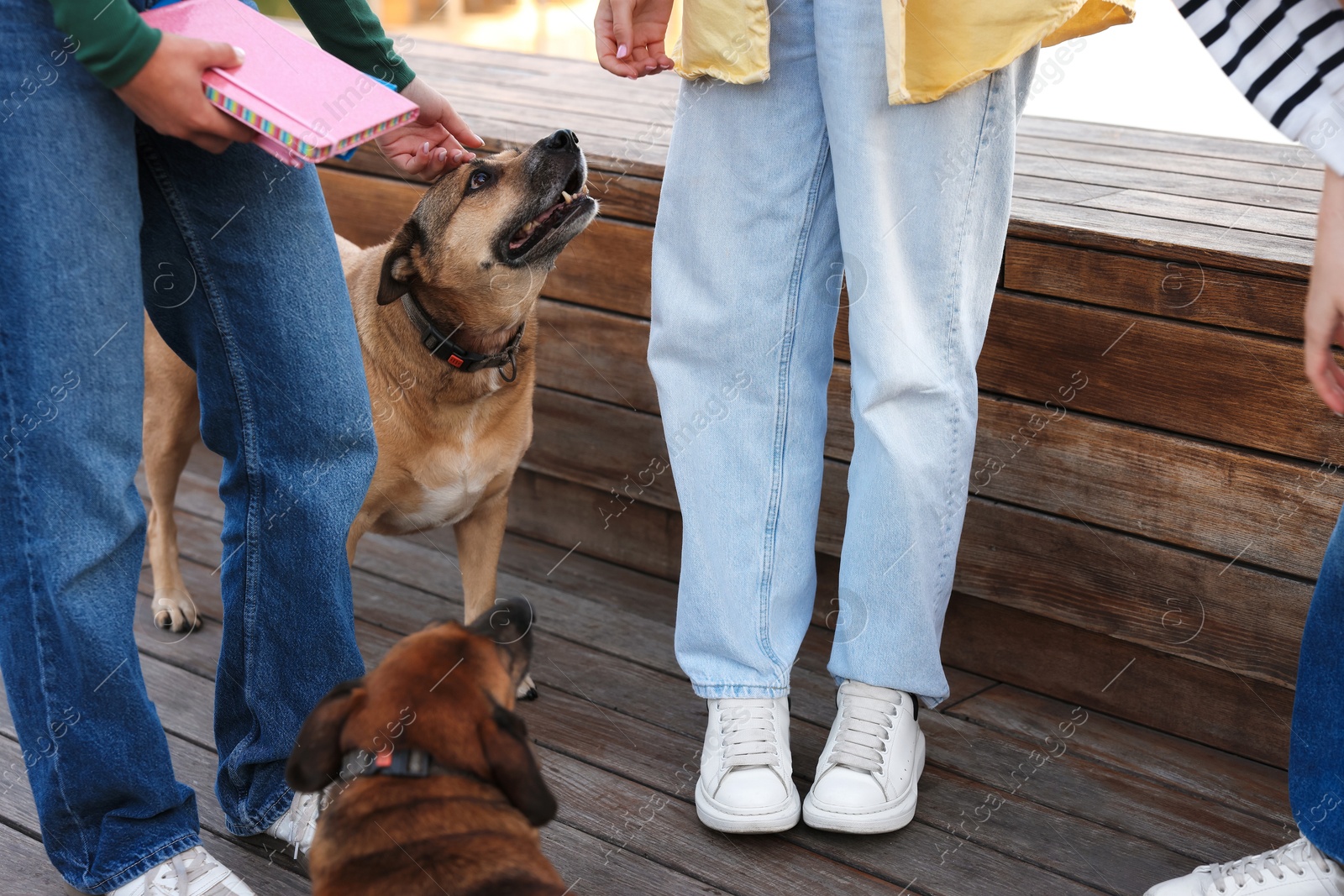 Photo of Walking with pet. Women with cute dogs outdoors, closeup