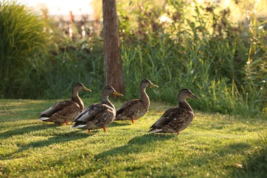 Photo of Many ducks walking on green grass outdoors