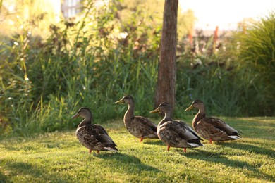 Photo of Many ducks walking on green grass outdoors