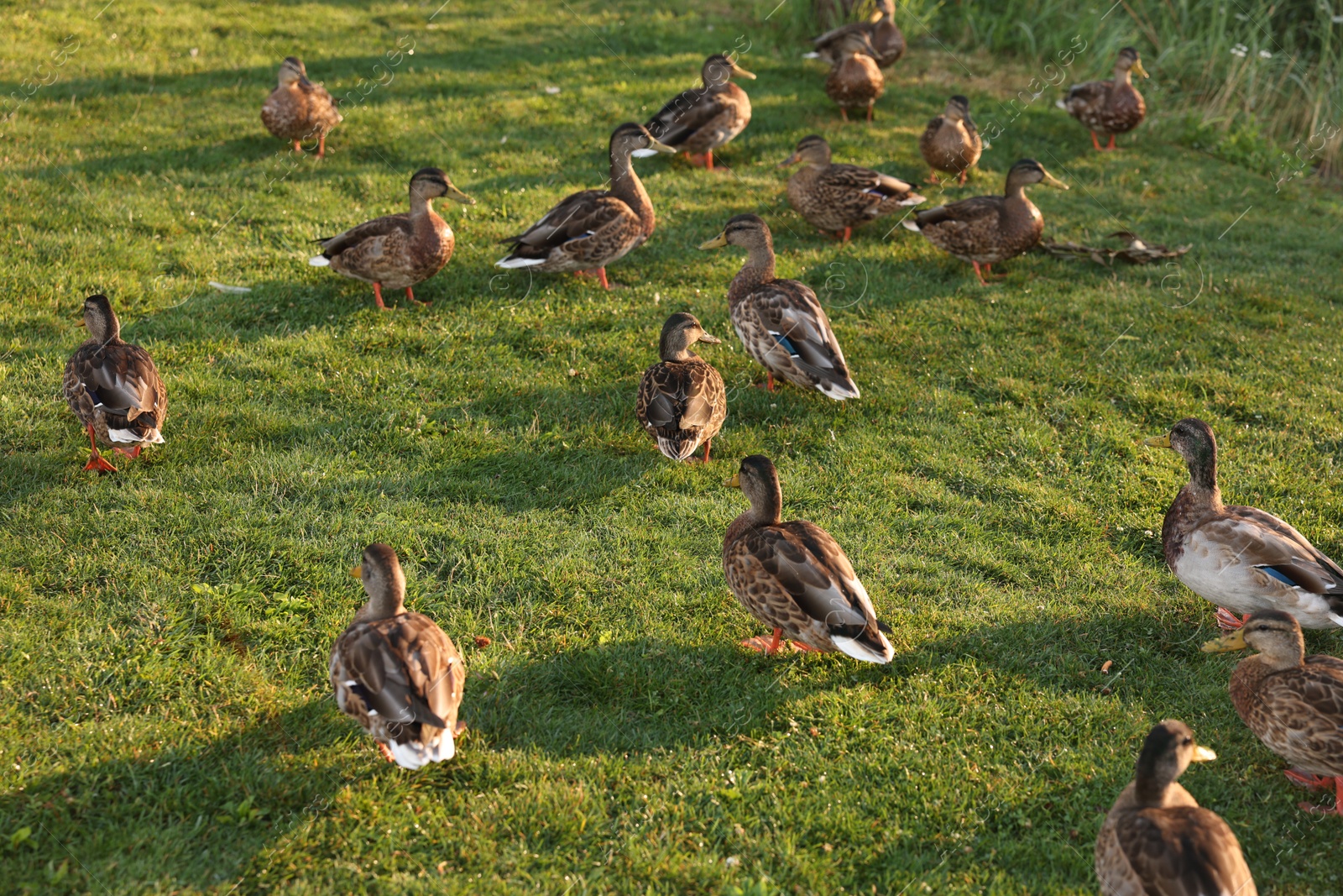 Many ducks walking on green grass outdoors Photo of Many ducks walking on green grass outdoors
