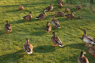 Photo of Many ducks walking on green grass outdoors