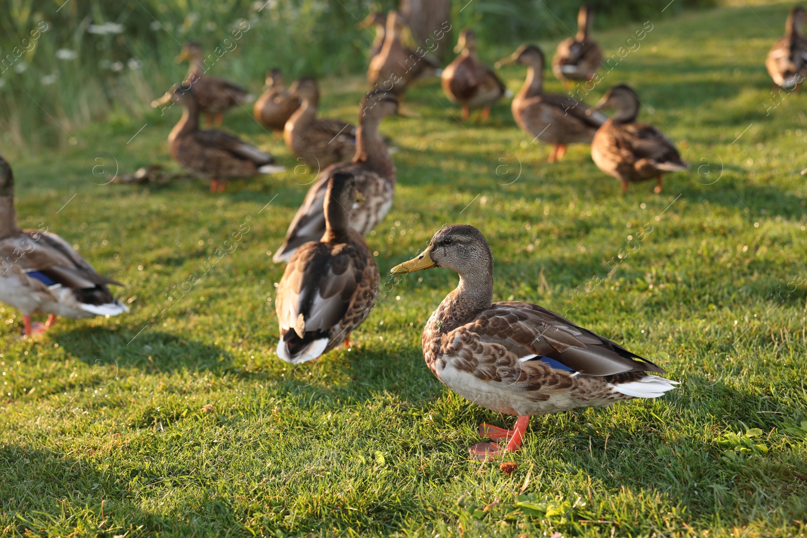 Many ducks walking on green grass outdoors Photo of Many ducks walking on green grass outdoors