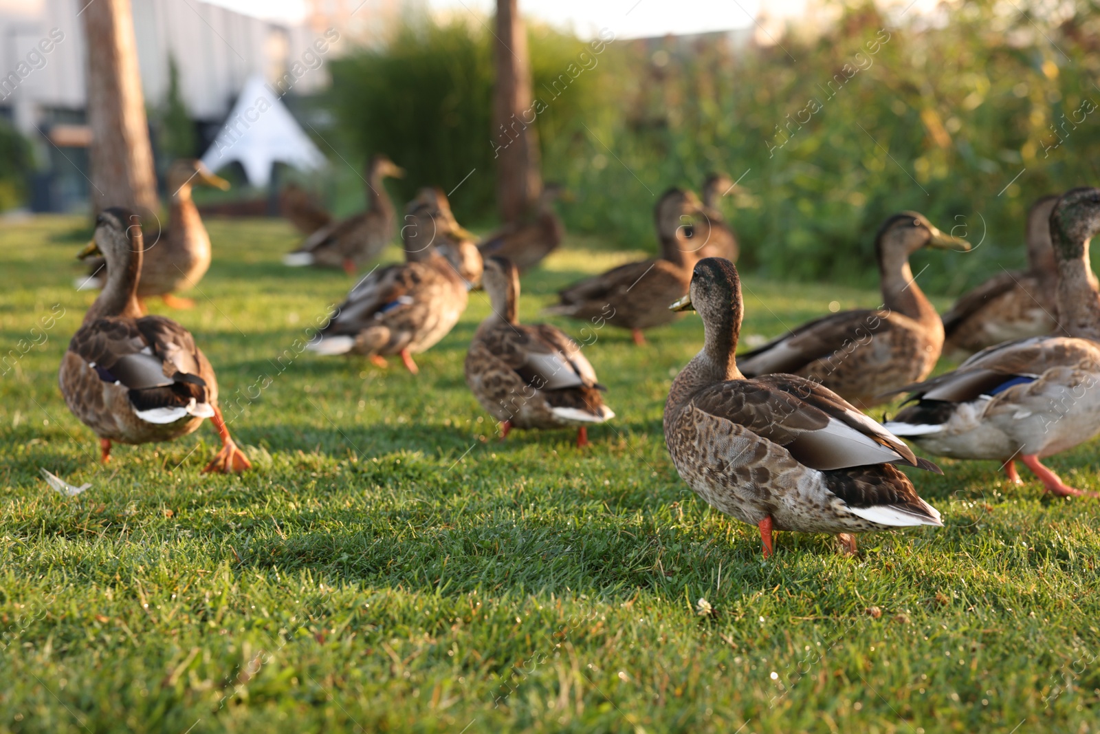 Many ducks walking on green grass outdoors Photo of Many ducks walking on green grass outdoors