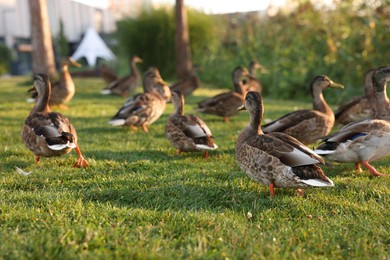 Photo of Many ducks walking on green grass outdoors