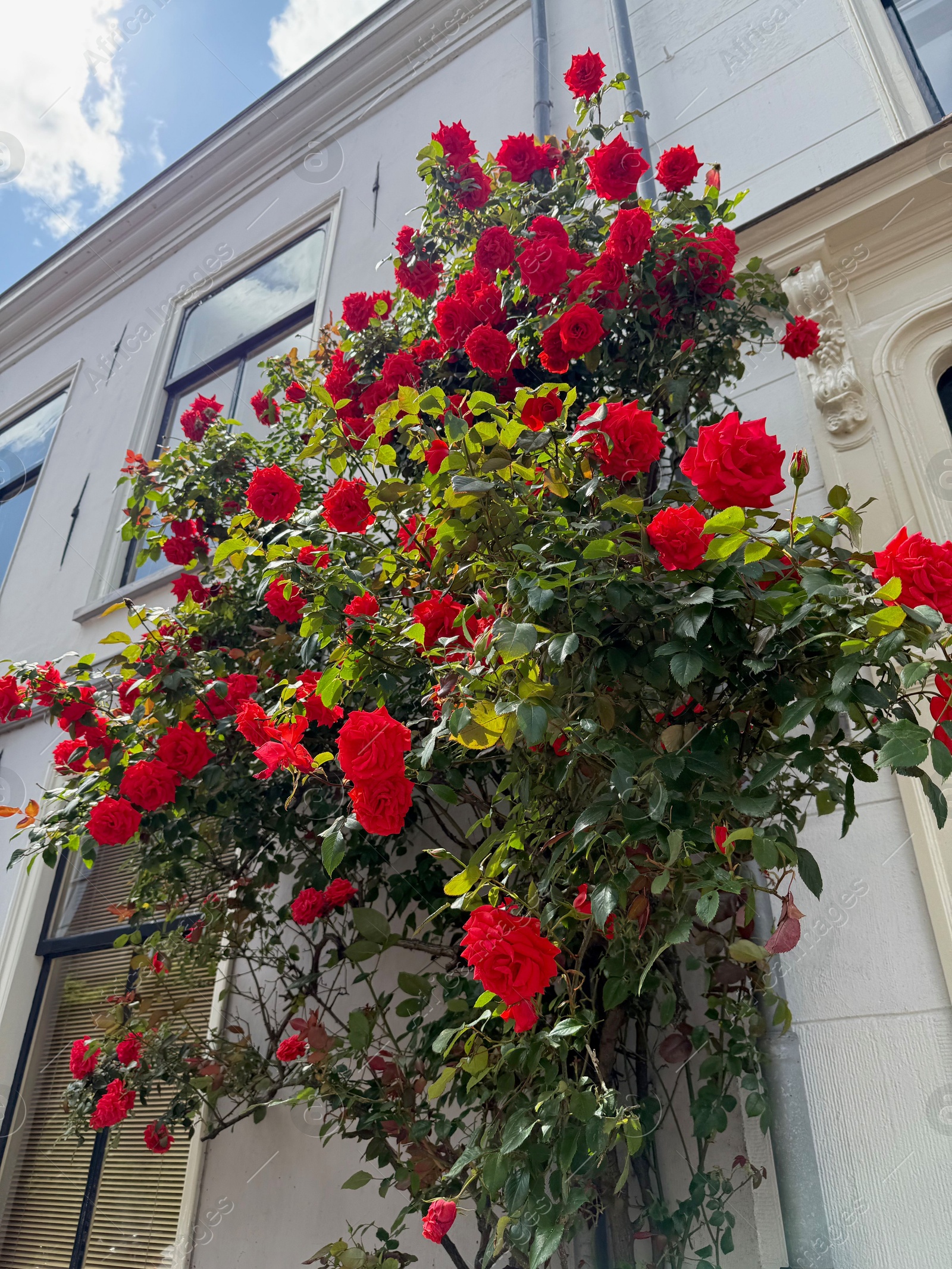Photo of Bush of beautiful red roses on building wall outdoors, low angle view