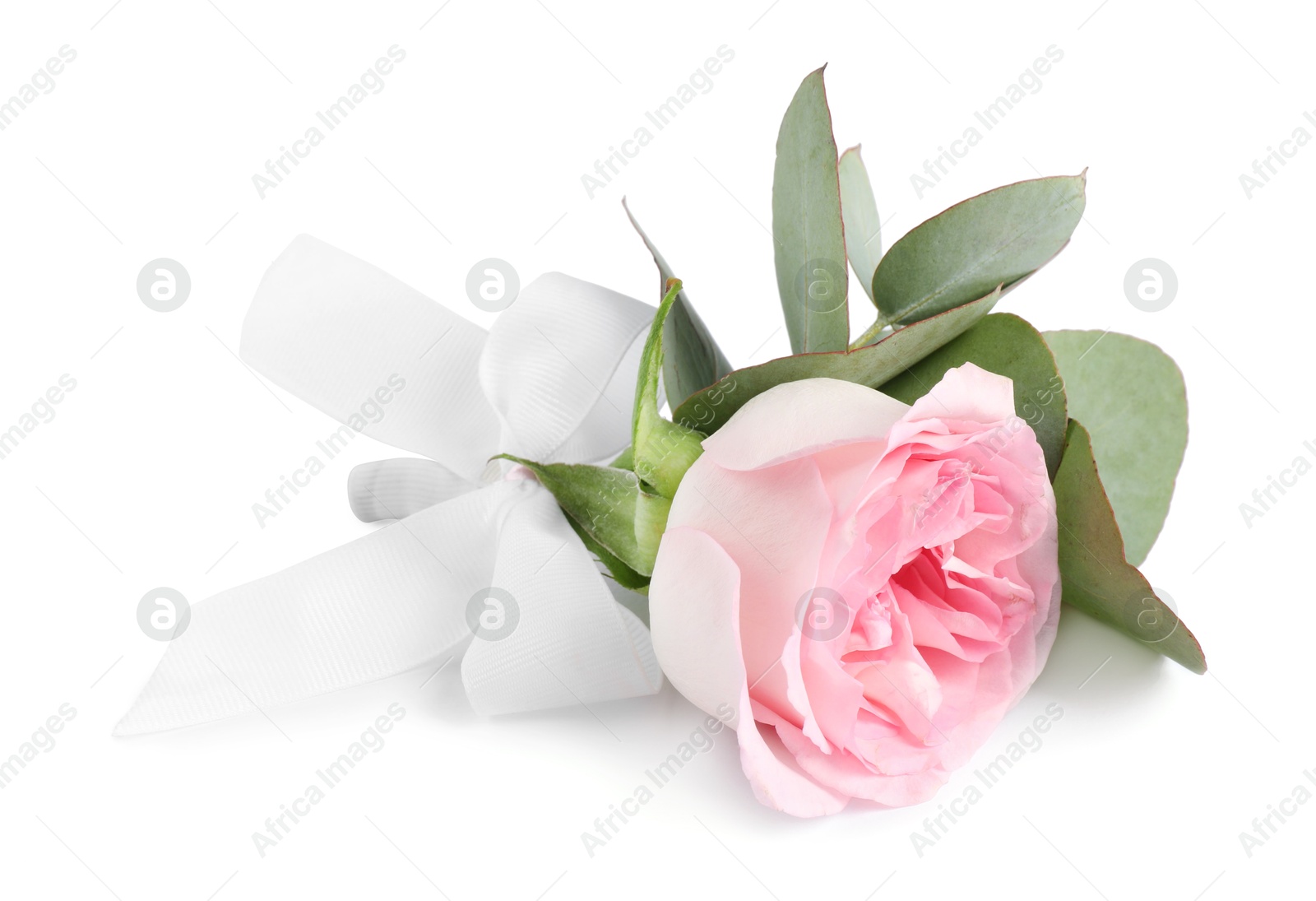 Photo of One stylish small boutonniere isolated on white