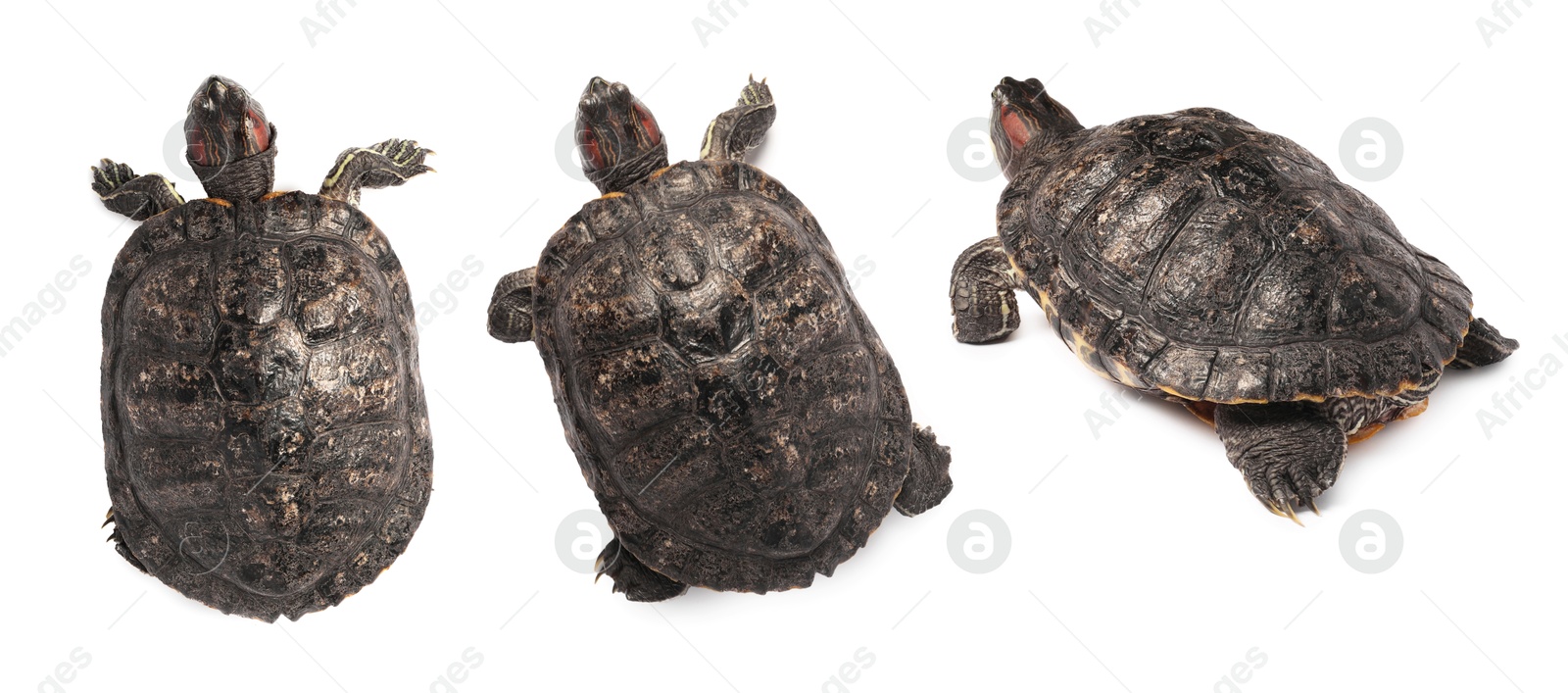 Image of Turtle (Red-eared slider) on white background, collage