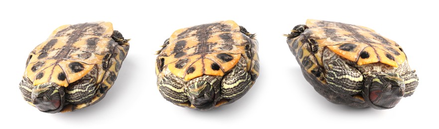 Image of Turtle (Red-eared slider) on white background, collage