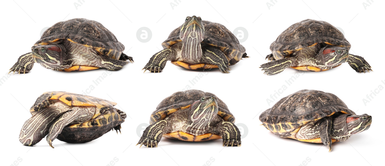 Turtle (Red-eared slider) on white background, collage Image of Turtle (Red-eared slider) on white background, collage