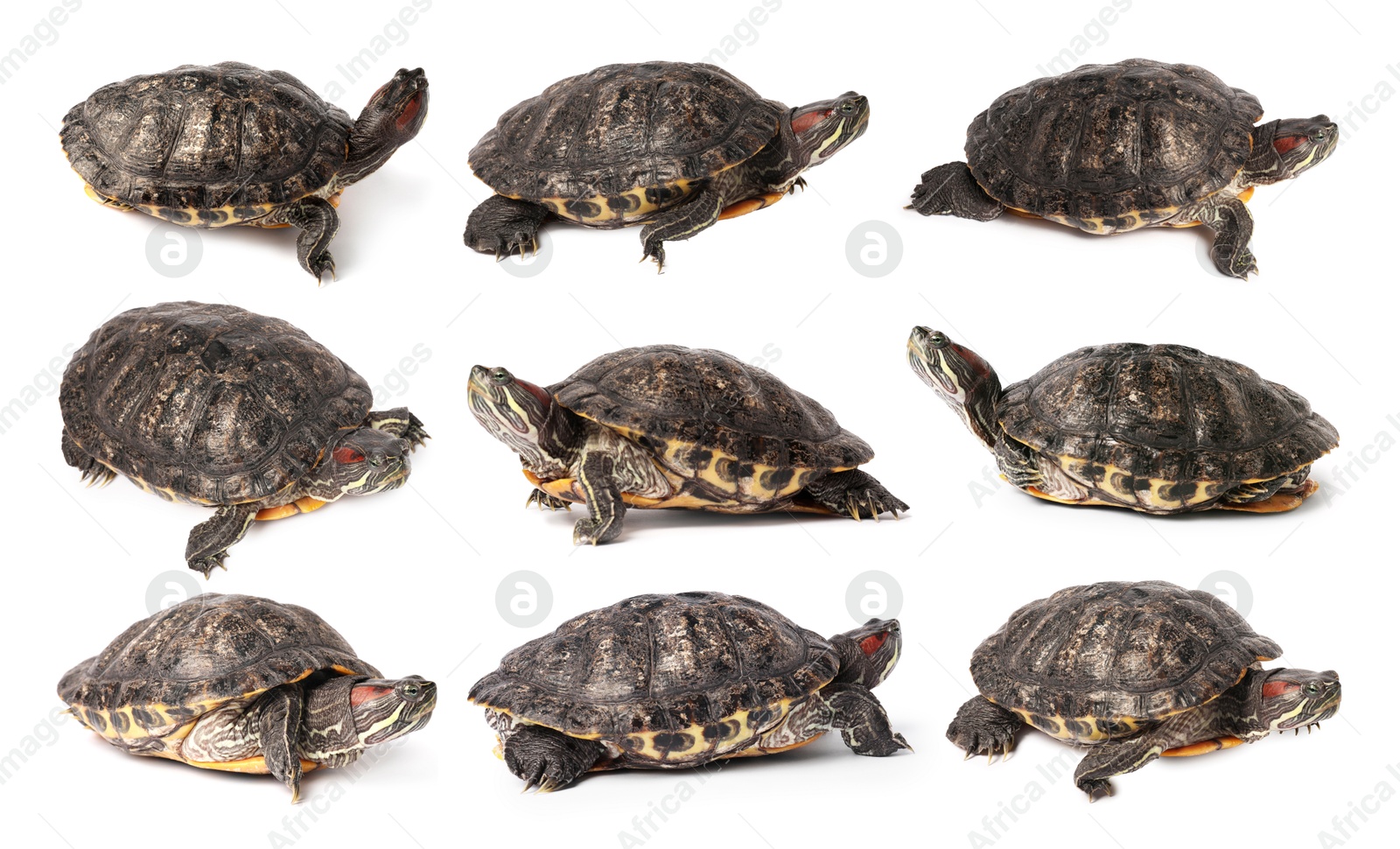 Turtle (Red-eared slider) on white background, collage Image of Turtle (Red-eared slider) on white background, collage