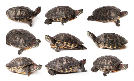 Image of Turtle (Red-eared slider) on white background, collage