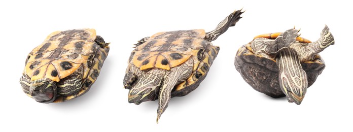 Image of Turtle (Red-eared slider) on white background, collage
