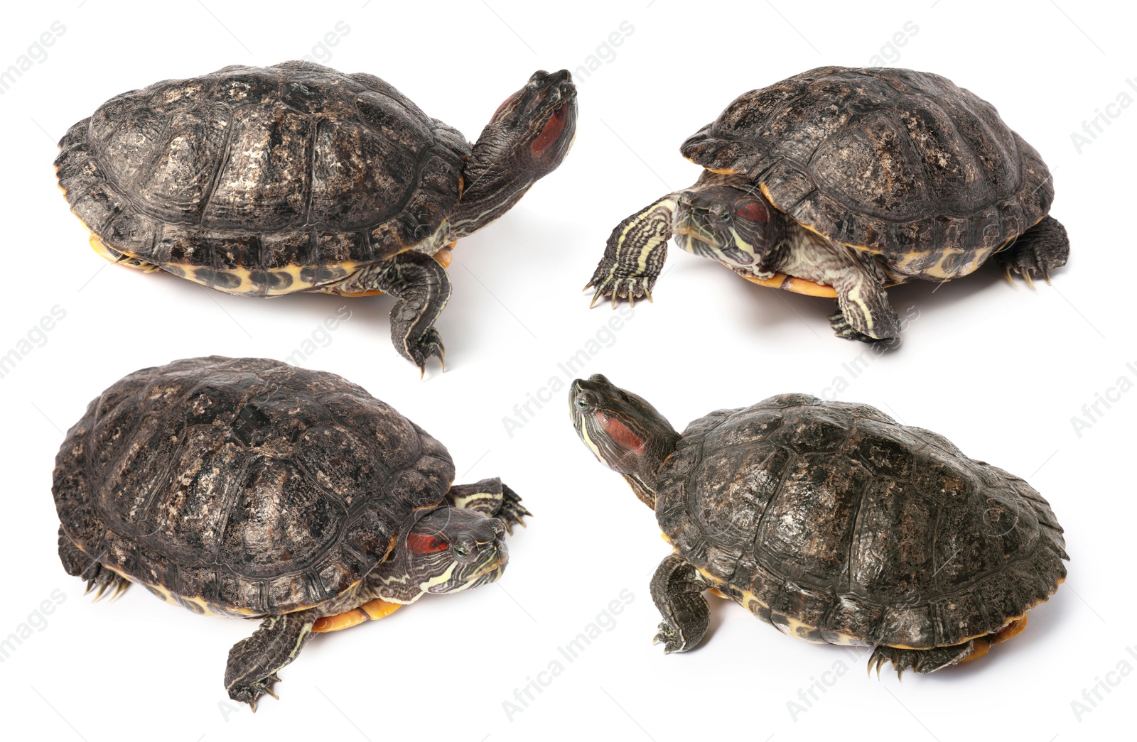 Turtle (Red-eared slider) on white background, collage Image of Turtle (Red-eared slider) on white background, collage