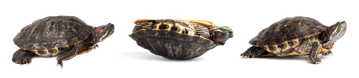 Image of Turtle (Red-eared slider) on white background, collage