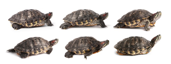 Image of Turtle (Red-eared slider) on white background, collage