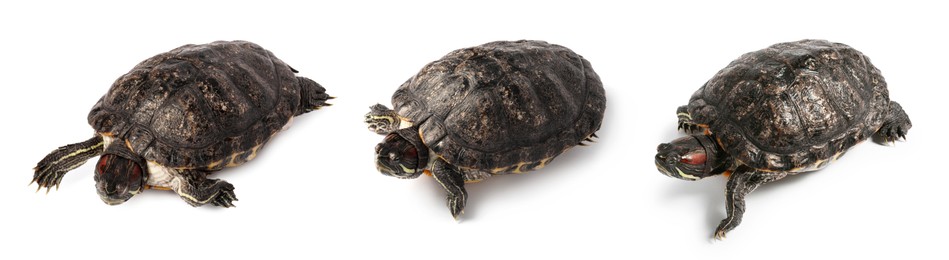 Image of Turtle (Red-eared slider) on white background, collage