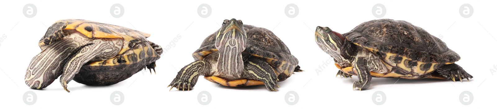 Turtle (Red-eared slider) on white background, collage Image of Turtle (Red-eared slider) on white background, collage
