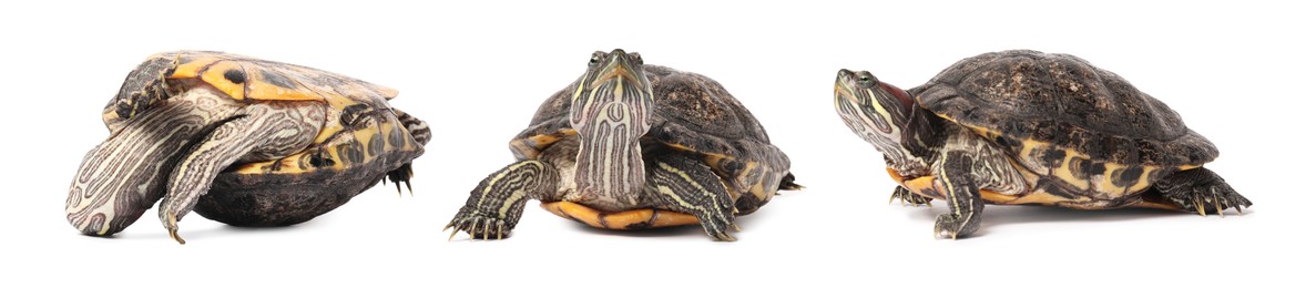 Image of Turtle (Red-eared slider) on white background, collage