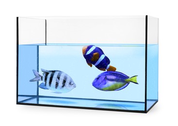Image of Glass aquarium with tropical fish against white background