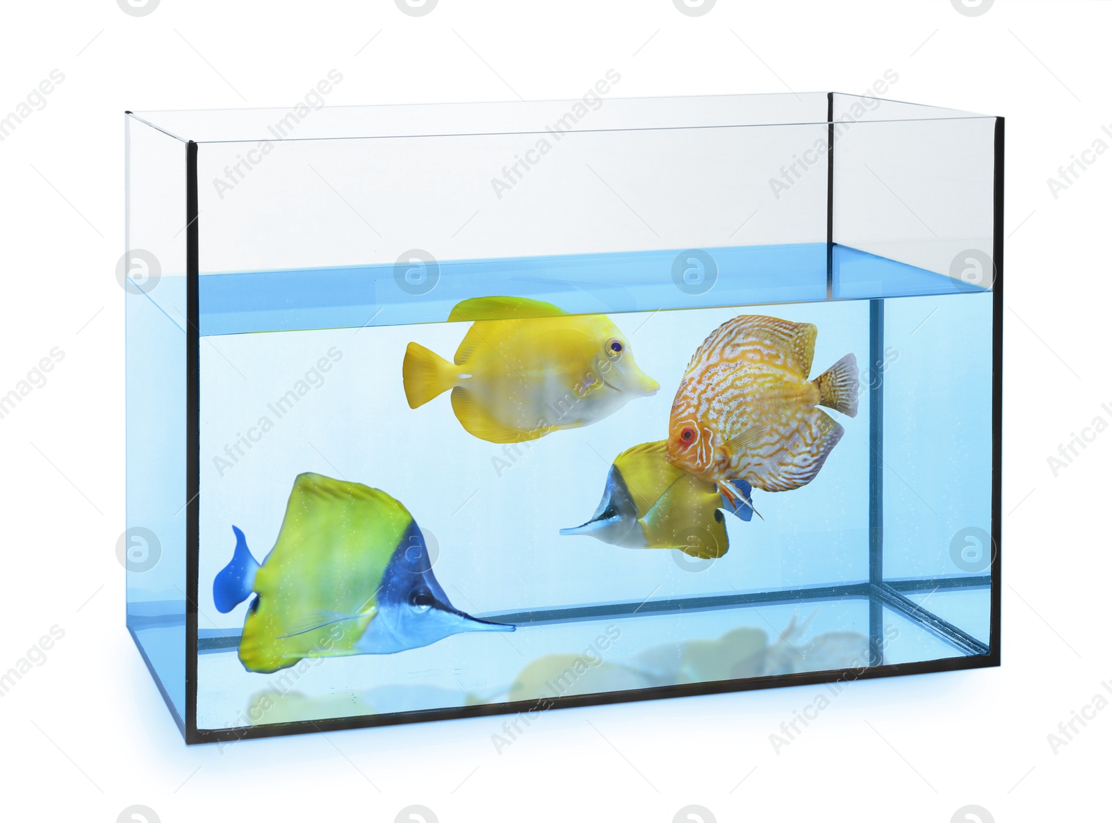 Glass aquarium with tropical fish against white background Image of Glass aquarium with tropical fish against white background