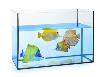 Image of Glass aquarium with tropical fish against white background