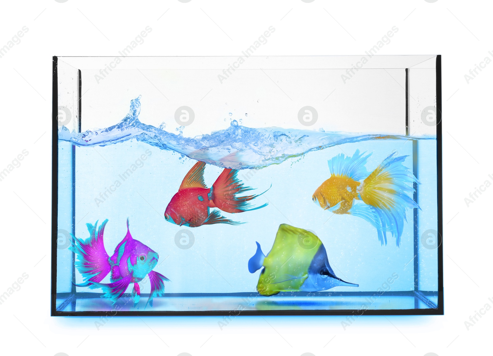 Image of Glass aquarium with tropical fish against white background
