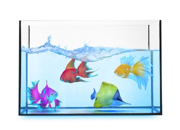 Image of Glass aquarium with tropical fish against white background