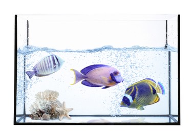 Image of Glass aquarium with tropical fish against white background