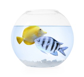 Image of Glass aquarium bowl with tropical fish against white background