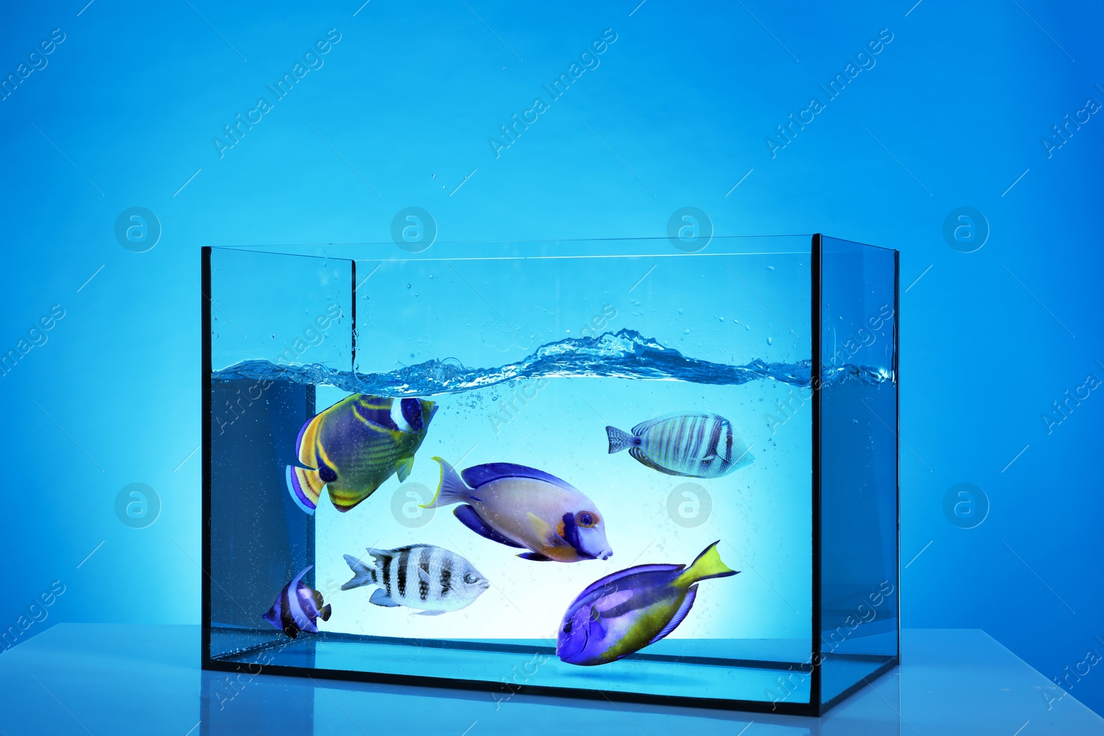 Image of Glass aquarium with tropical fish against blue background