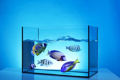 Image of Glass aquarium with tropical fish against blue background