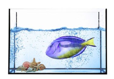 Image of Glass aquarium with tropical fish against white background