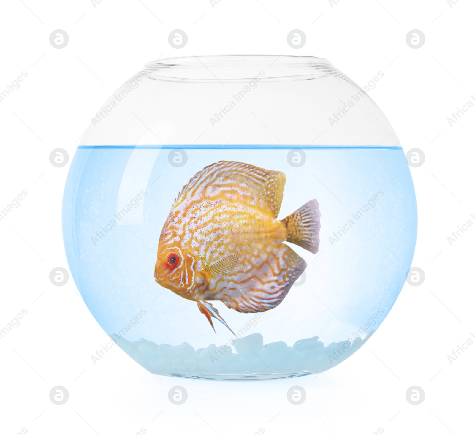 Image of Glass aquarium bowl with tropical fish against white background
