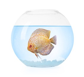 Image of Glass aquarium bowl with tropical fish against white background