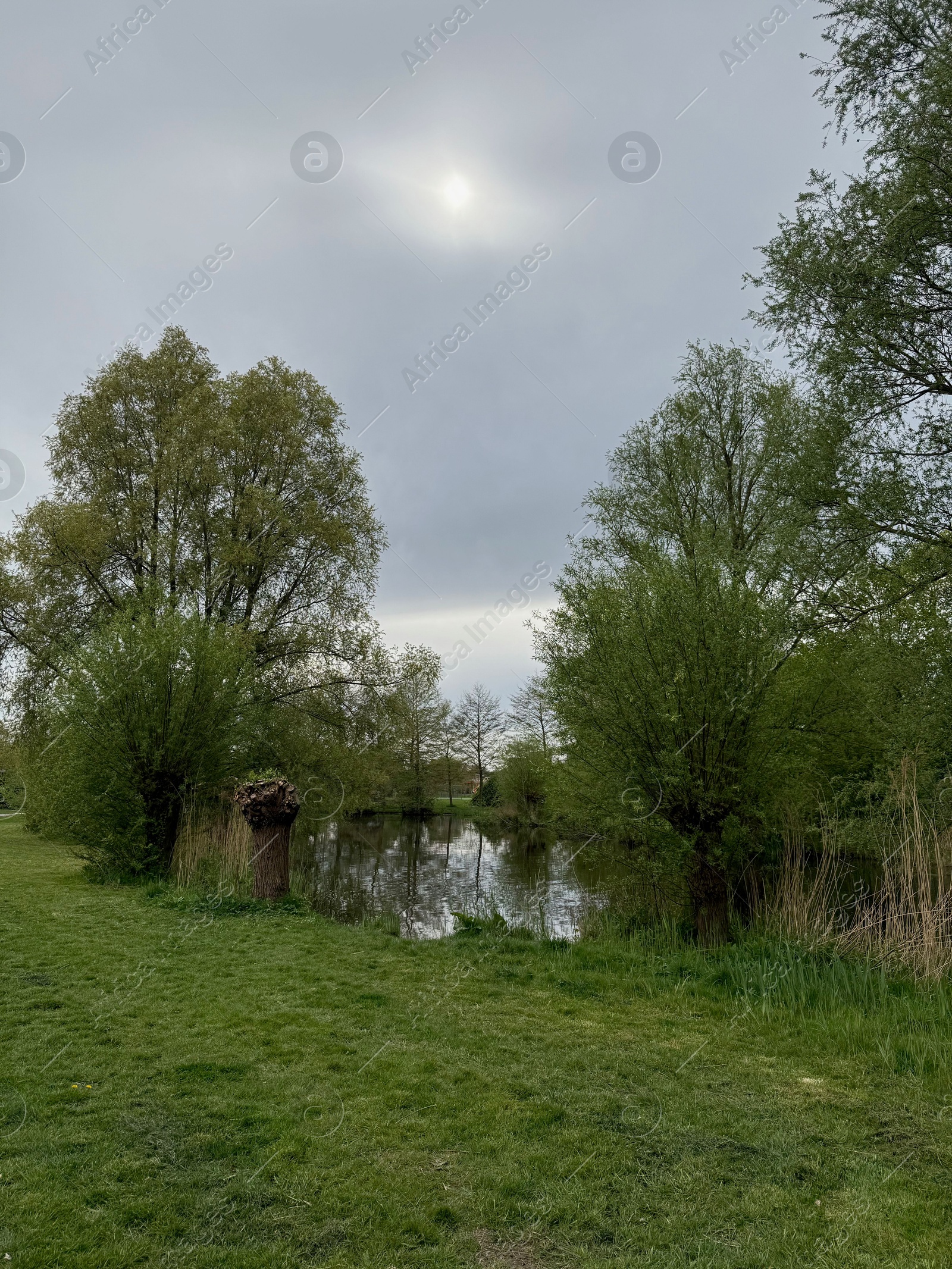 Photo of View of pond, trees and green grass in beautiful park