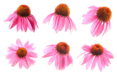 Image of Pink Echinacea flowers isolated on white, set