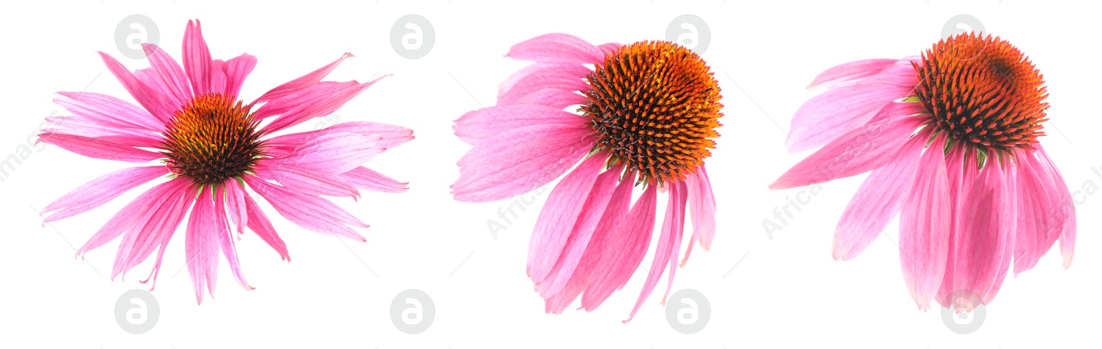 Image of Pink Echinacea flowers isolated on white, set