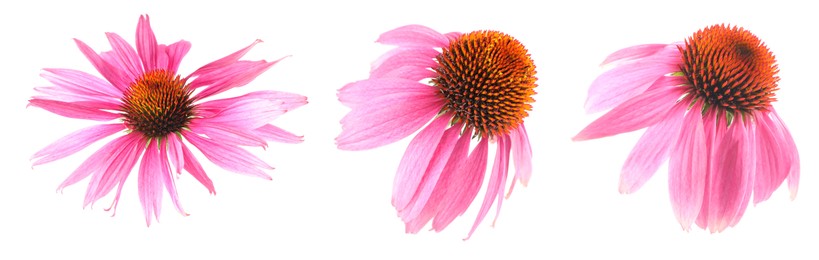 Image of Pink Echinacea flowers isolated on white, set