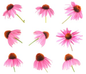 Image of Pink Echinacea flowers isolated on white, set