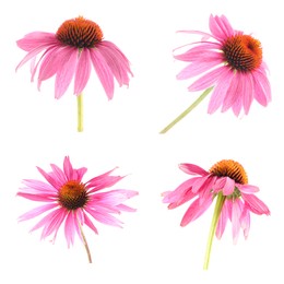 Image of Pink Echinacea flowers isolated on white, set