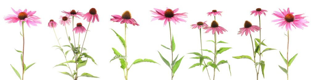 Image of Pink Echinacea flowers isolated on white, set