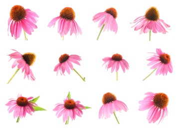 Image of Pink Echinacea flowers isolated on white, set