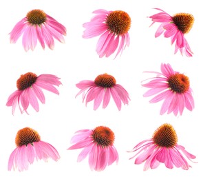 Image of Pink Echinacea flowers isolated on white, set