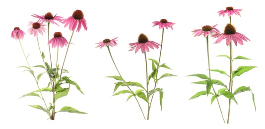 Image of Pink Echinacea flowers isolated on white, set