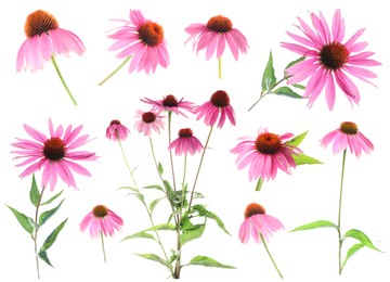 Image of Pink Echinacea flowers isolated on white, set